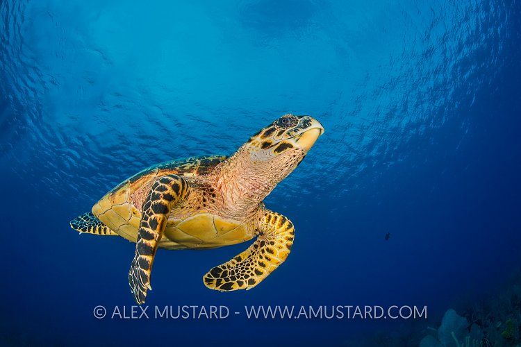 Hawksbill Cruising. Cayman Islands