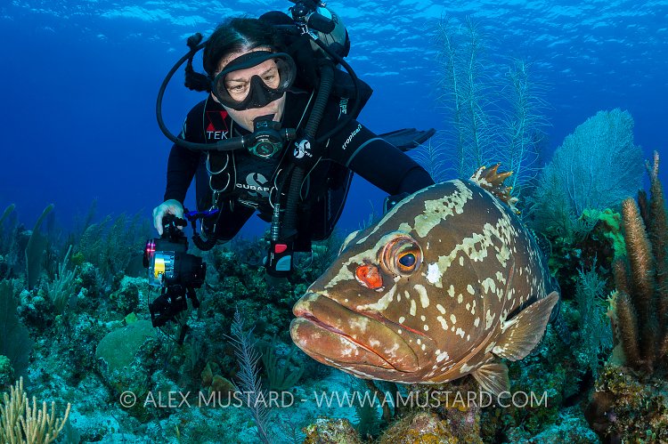 Diver Meets Grouper. Cayman Islands