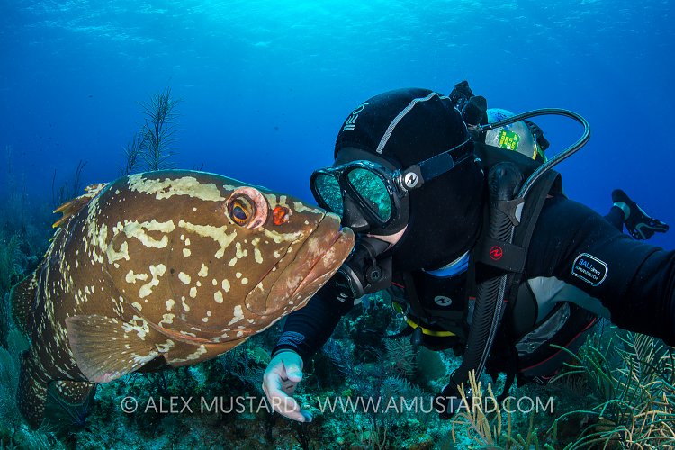 Grouper Encounter. Cayman Islands