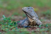 No Flies on Me. Cayman Islands