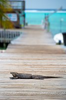Iguana On Dock. Cayman Islands