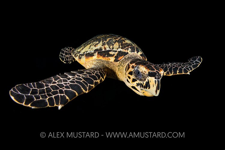 Night Turtle. Cayman Islands