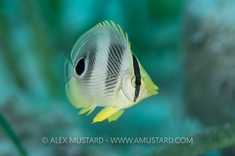 Juvenile Butterfyfish Over Seagrass. Cayman Islands