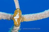 Fingerprint Cyphoma. Cayman Islands