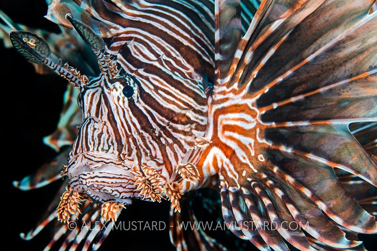 Lionfish Portrait. Cayman Islands