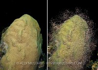 Coral Spawning. Cayman Islands