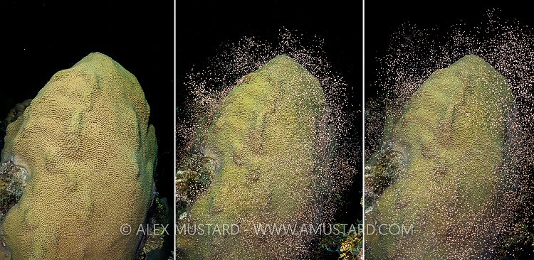 Coral Spawning. Cayman Islands