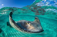 Stingray At The Surface. Cayman Islands.