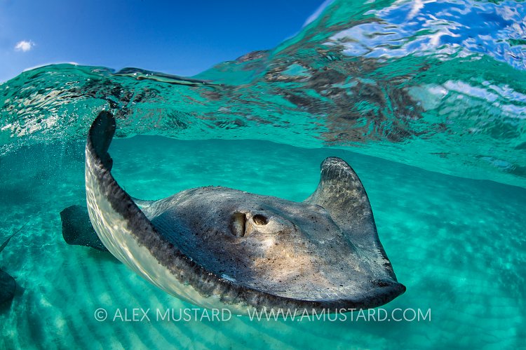 Stingray At The Surface. Cayman Islands.