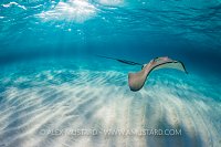 Cavorting Stingray. Cayman Islands.