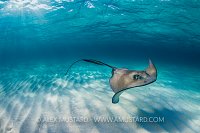 Southern Stingray. Cayman Islands
