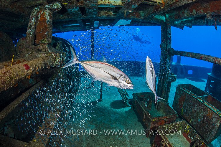 Kittiwake Hunt. Cayman Islands.