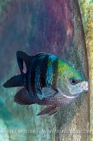 Sergent Nest Cleaner. Cayman Islands