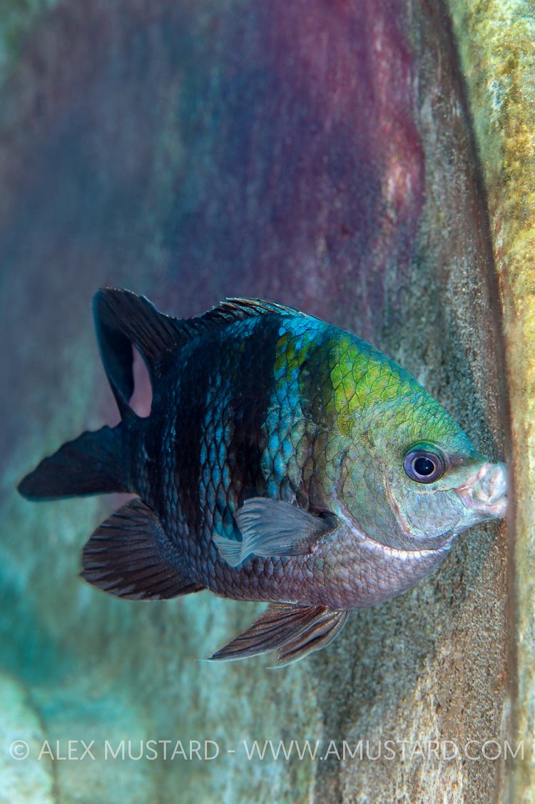 Sergent Nest Cleaner. Cayman Islands