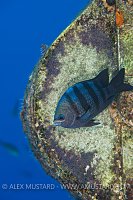 Sergent On Guard. Cayman Islands