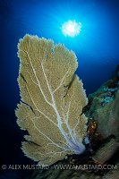 Seafan Sunburst. Cayman Islands