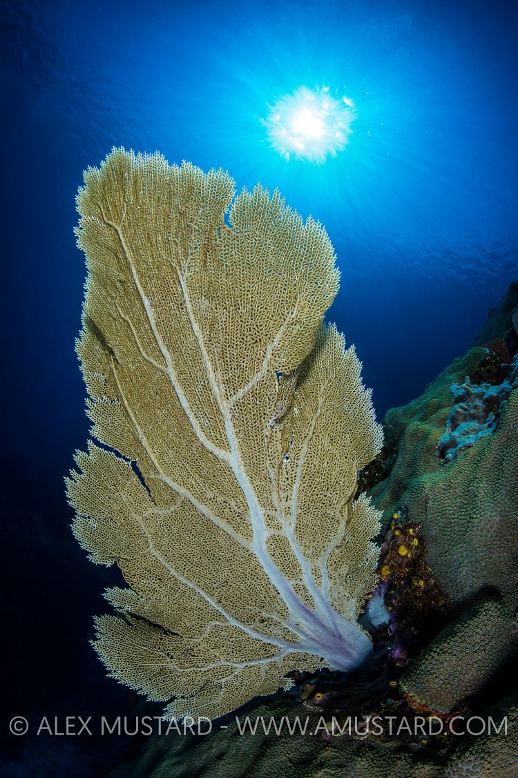 Seafan Sunburst. Cayman Islands