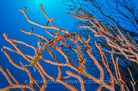 Neck Crab. Cayman Islands