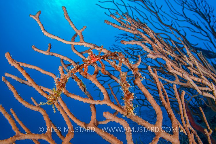 Neck Crab. Cayman Islands