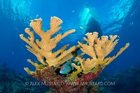 Elkhorn and Parrotfish. Cayman Islands