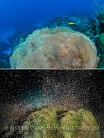 Star Coral Spawning