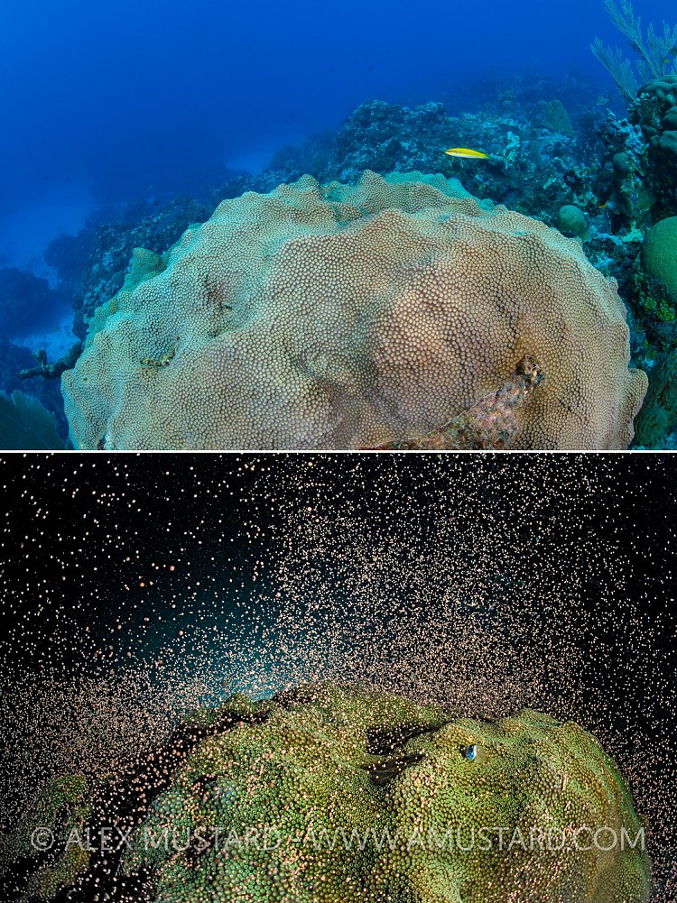 Star Coral Spawning