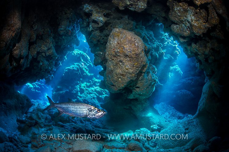 Tarpon In Cavern. Cayman Islands