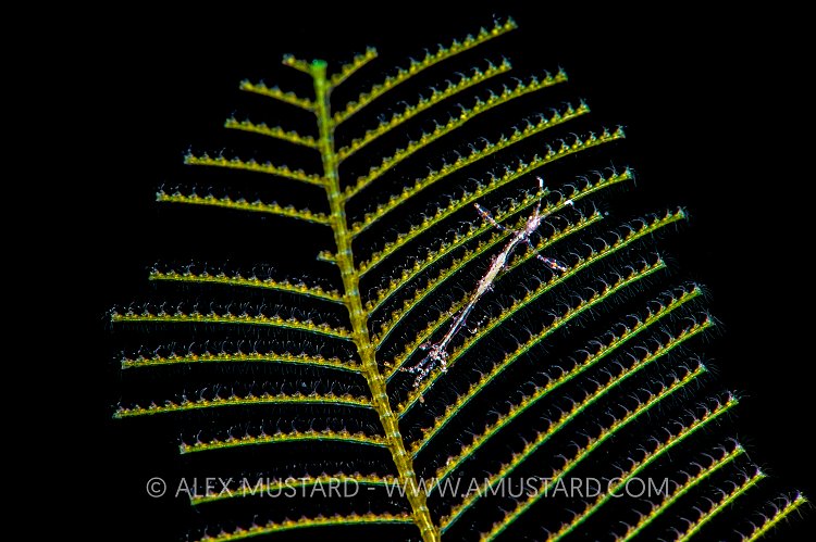 Skeleton Pose. Cayman Islands.