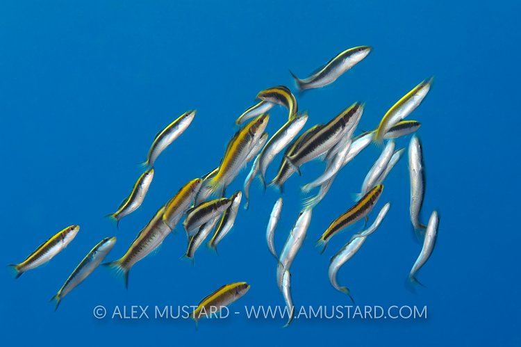 Spawning Bluehead Wrasse. Cayman Islands