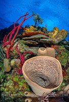 Colourful Wall. Cayman Islands