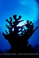 Elkhorn Coral Silhouette. Cayman Islands