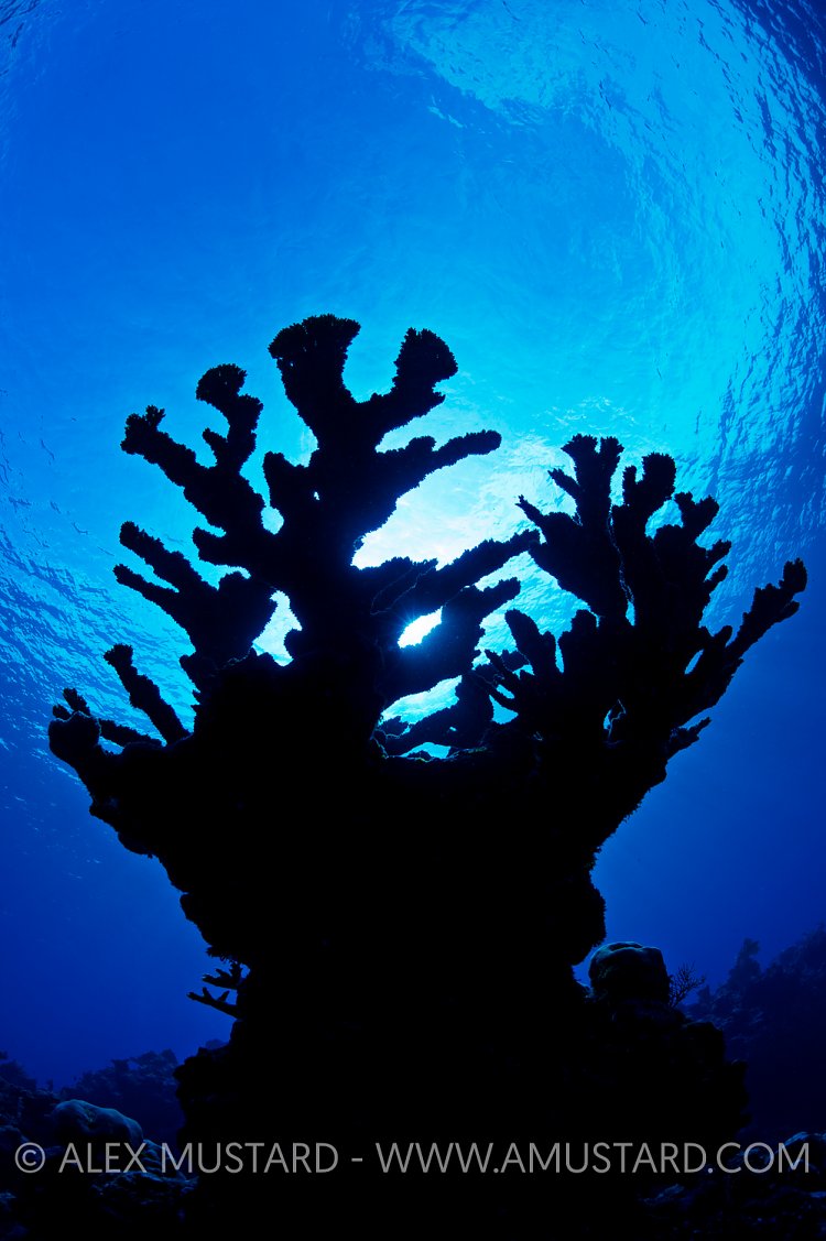 Elkhorn Coral Silhouette. Cayman Islands