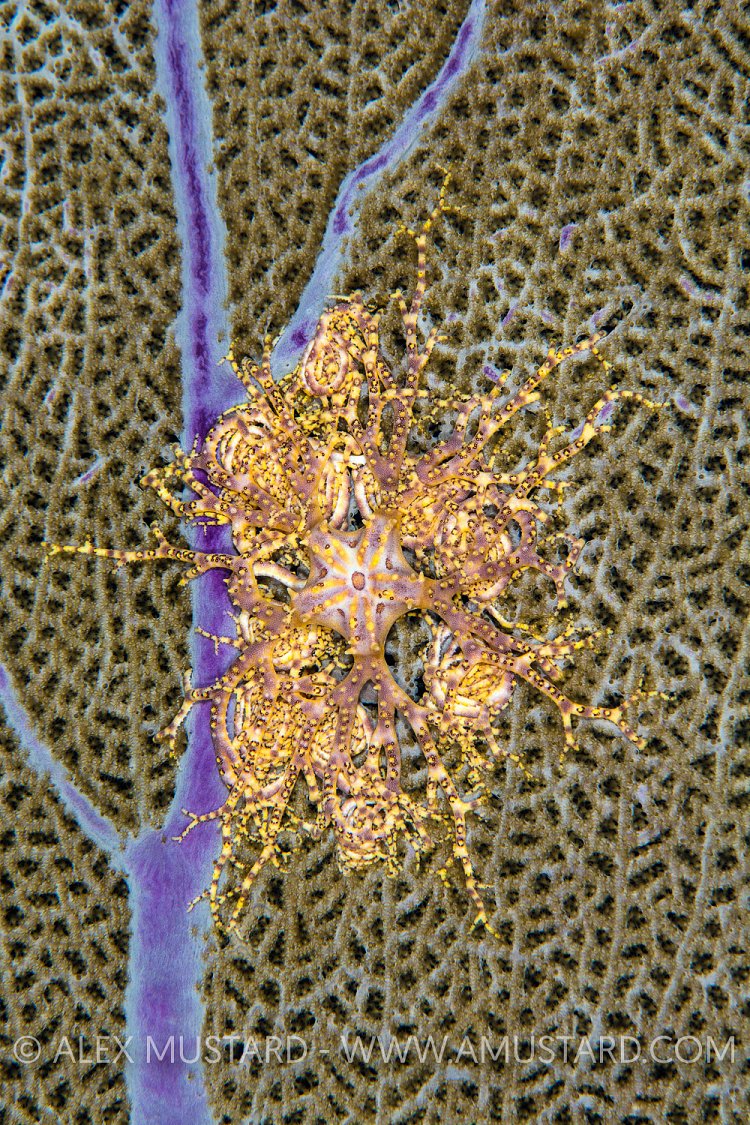Basket Star Daytime. Cayman Islands