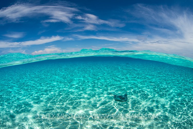 Stingray Split Level. Cayman Islands