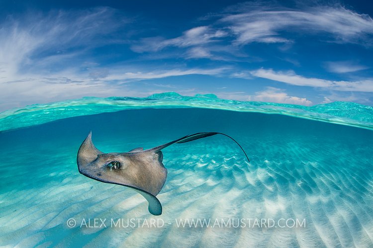 Stingray Split Level. Cayman Islands