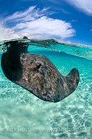 Stingray At The Surface. Cayman Islands.