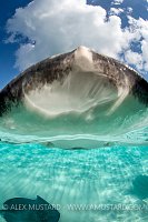 Stingray Nose. Cayman Islands
