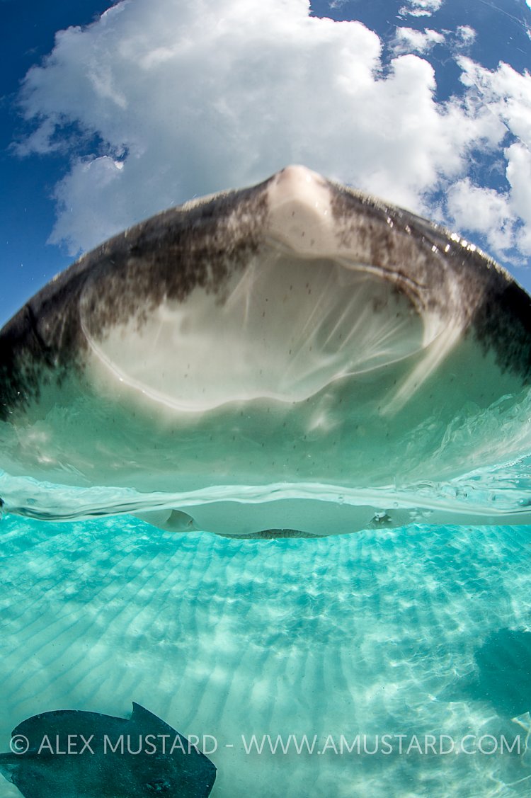 Stingray Nose. Cayman Islands