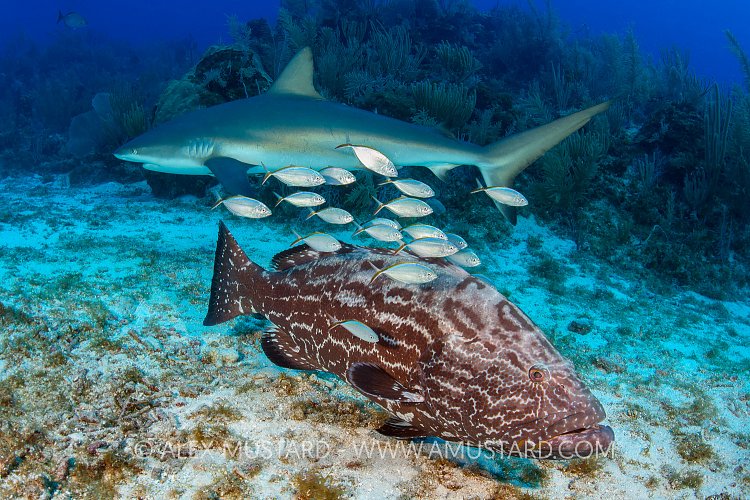 Grouper And Friends. Cayman Islands