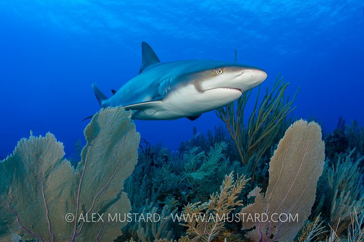 Reef Shark Over Reef. Cayman Islands