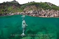 Seal split. Lundy, UK.