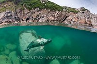 Grey Seal, Lundy, UK.