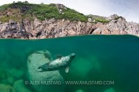 Grey seal split image.