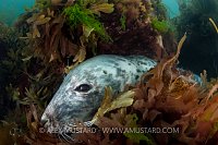 Seal in seaweeds. Lundy, UK.