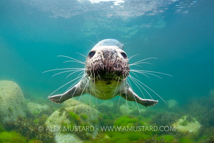 Grey seal, Lundy Island.