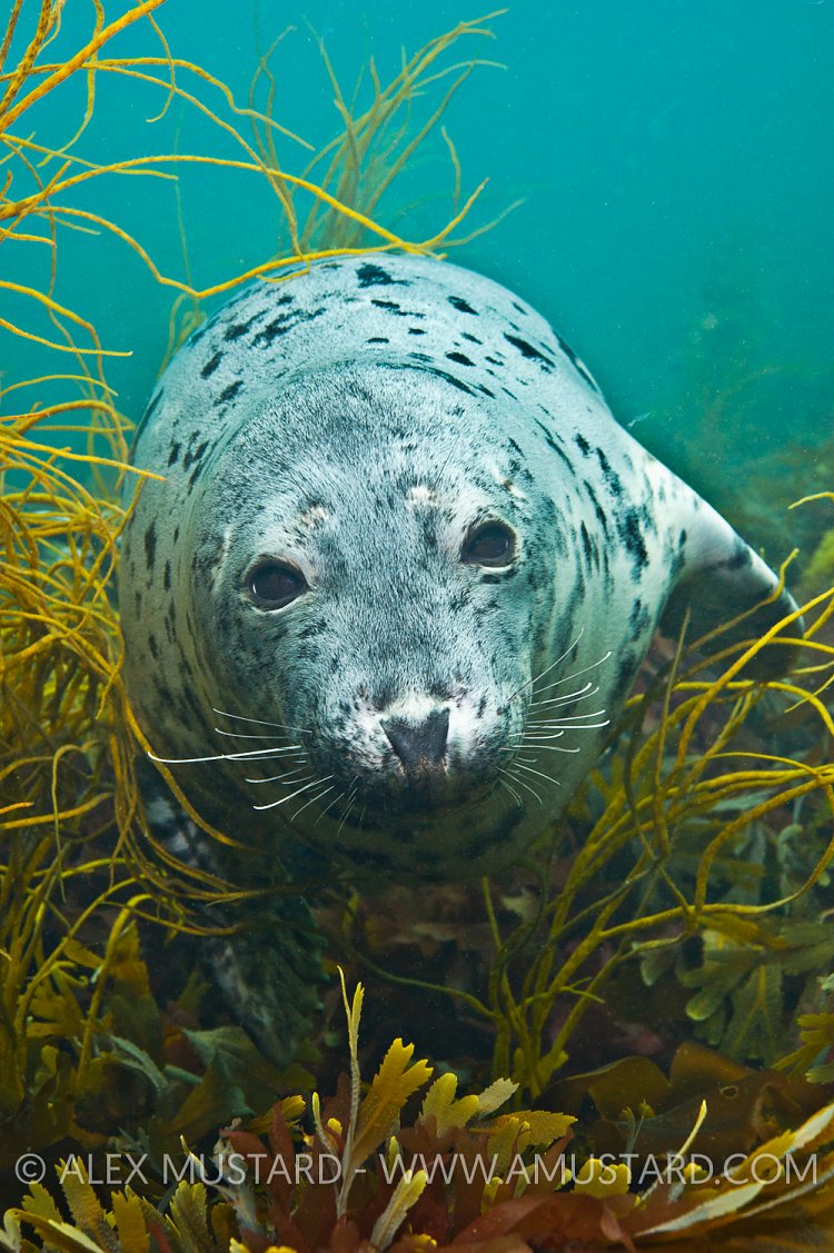 Female grey sea portrait. Lundy Island