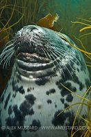 Female grey seal. Lundy, UK.