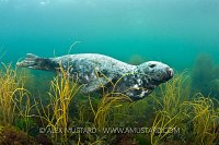 Male grey seal. Lundy Island, UK.