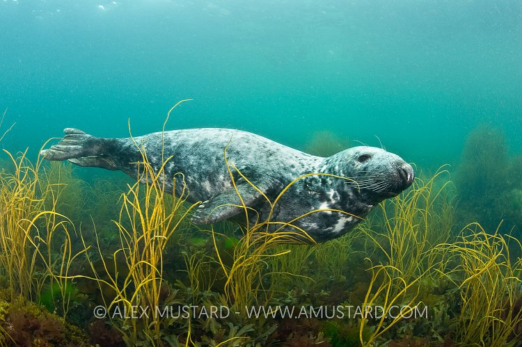 Male grey seal. Lundy Island, UK.