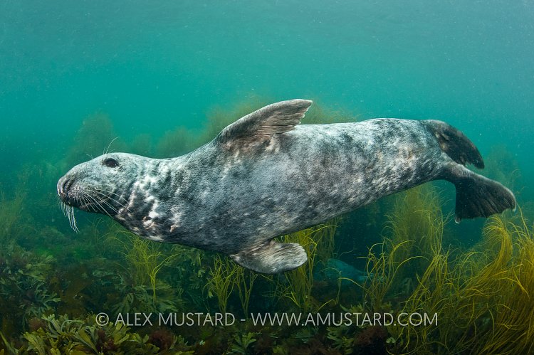 Male grey seal. Lundy Island.